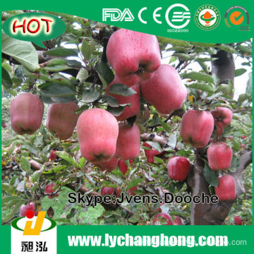 2014 China Fresh Red Apples with Lowest Price